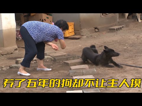 全黑的狗