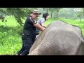 Save Elephant S Part 2