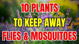 10 Plants to Repel Flies and Mosquitoes!