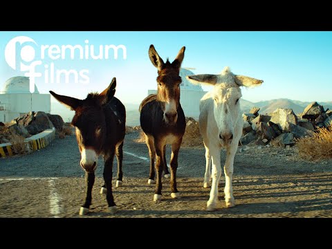 Perfectly a Strangeness