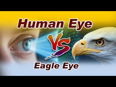 "Human Eye vs. Eagle Eye: Unveiling Nature’s Sharpest Vision"