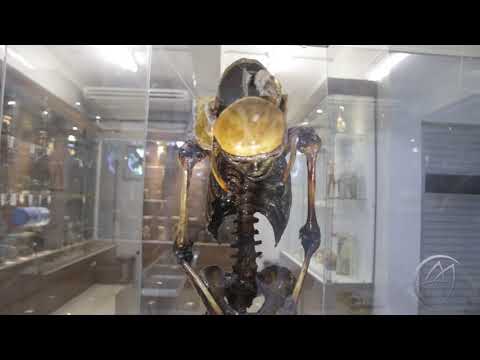 Conheça a UFPA - Museu de Anatomia