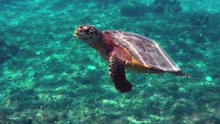 Summer 2017 || Liam Back - Sushi & WIne