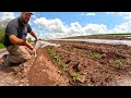 A DAY IN THE LIFE ON OUR VEGETABLE FARM