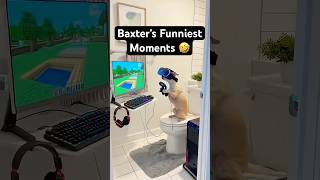 Download lagu Baxter’s Funniest Moments of February! 🤣 #funnydogs #viralshorts #comedy #gaming mp3