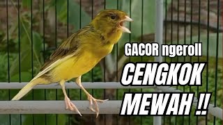 Download lagu Masteran KENARI GACOR ngeroll panjang,Cuit Cuit Emosi AMPUH bikin kenari nyaut ,Masteran MURAI BATU mp3 Download lagu Masteran KENARI GACOR ngeroll panjang,Cuit Cuit Emosi AMPUH bikin kenari nyaut ,Masteran MURAI BATU mp3