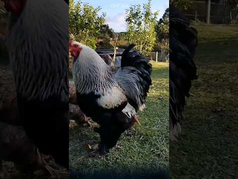 44 pounds heavy, Brahma the largest chicken breed in the world that you may not know about. #chicken