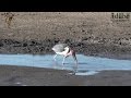 Marabou Worlds Ugliest Stork