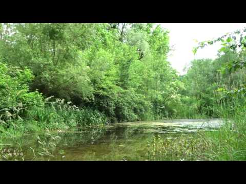 bios philia "Die Liebe zum Leben" WALD Vogelkonzert am Teich