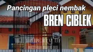 Download lagu pleci nembak nobita sambung bren ciblek buat masteran pleci bahan agar ikut nembak bren ciblek mp3