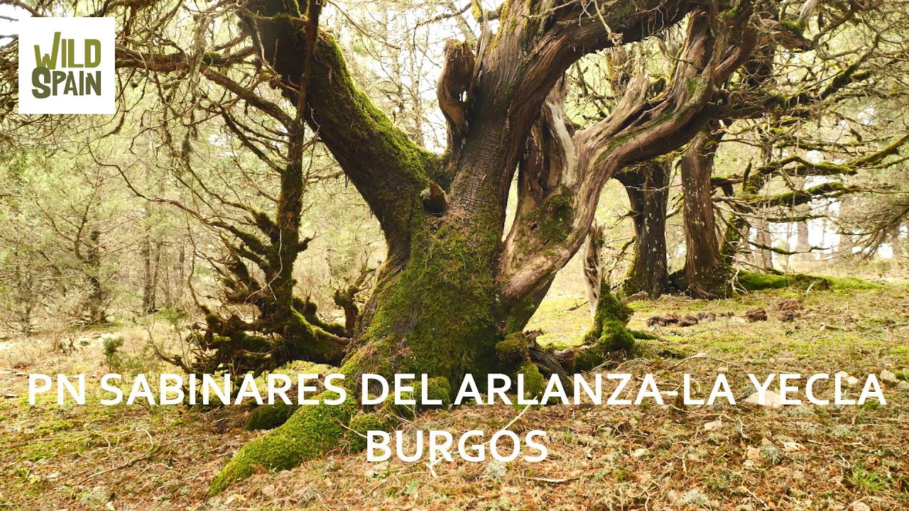 Wild Spain - Parque Natural Sabinares del Arlanza - La Yecla, Burgos.
