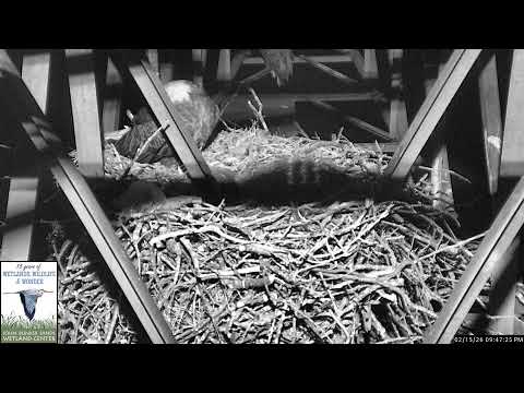 Eagle Tower Camera 1