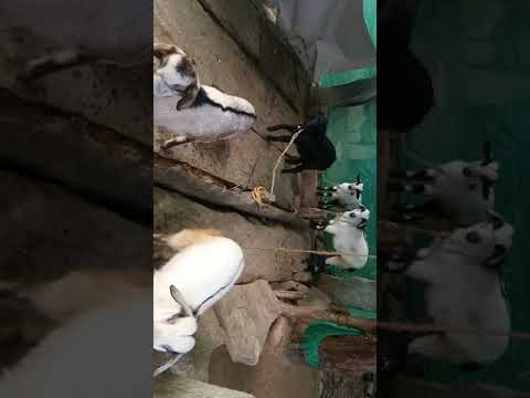 ಕುರಿ ಮತ್ತು ಆಡು ಸಾಕಾಣಿಕೆ