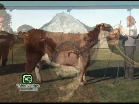 Visitamos Terra Garba, Tomás Lennon nos muestra los animales que llevarán a Palermo 2016