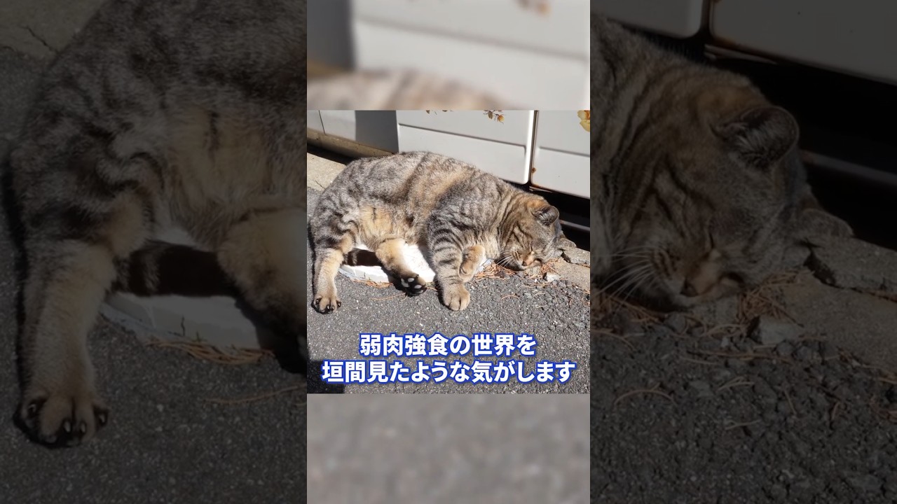 倒れている野良猫がいた！近づいた人間の末路とは…#shorts