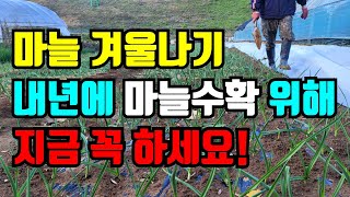마늘 양파 부직포덮기전 해야할일 더 늦기전에 꼭 해줘야 내년에 마늘 대박납니다.
