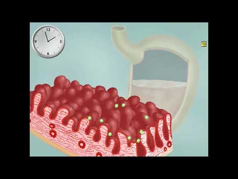 9 Apparato Digerente Stomaco