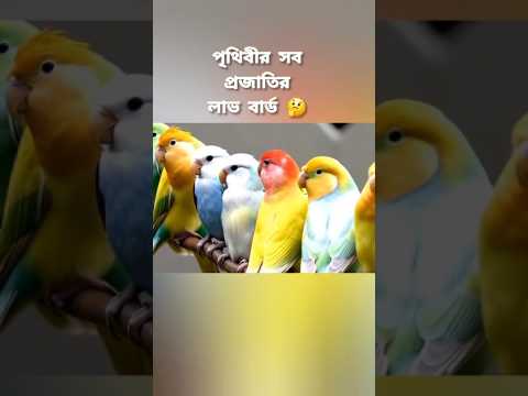So Beautiful 👌 #lovebirds #birds #birdshorts