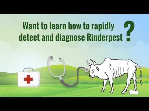 Rinderpest Disease Recognition e-learning