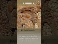 The Altamura Man Best Preserved Neanderthal