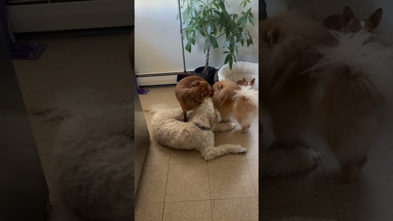 Enlarge Sussy, a Adoptable mixed breed in Harrison, NY video 6/6