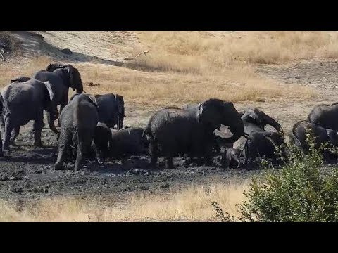 Djuma: Elephant herd with small ones at dam for mud wallow and drink - 13:03 - 06/06/19