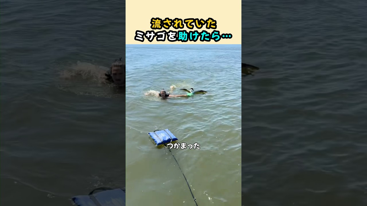 流されていたミサゴを助けたら…🦅💧