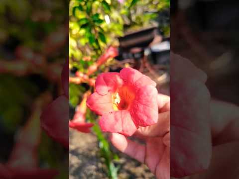 アメリカのトランペットの花 植物