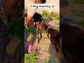 Doberman Dog Meeting Karadi L Dog Puppy Pitbull Doberman Shorts Short Ritikdogkennel