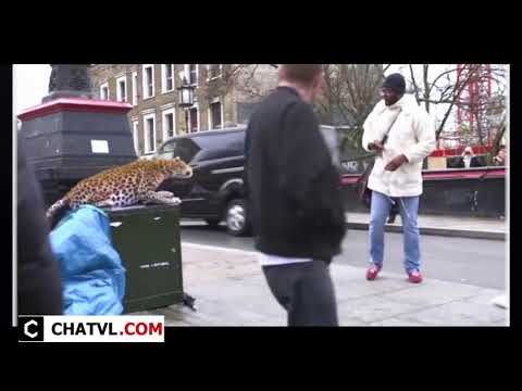 LEOPARD PRANK City