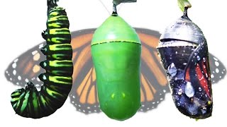 Monarch Butterfly Metamorphosis Time-lapse FYV