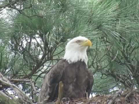 The Woodlands TX Bald Eagles - Martha W. - 05.19.2017