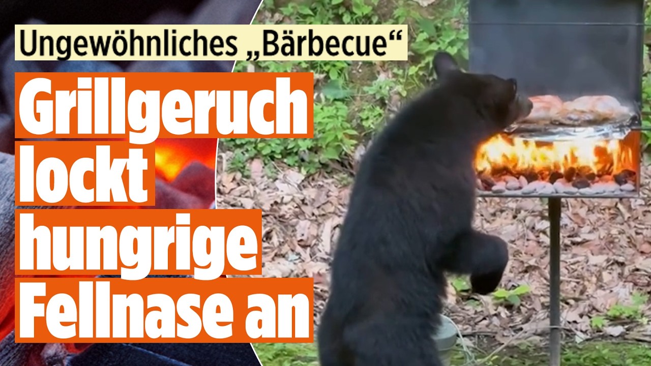 Ungebetener Gast beim Grillabend: Dieser Bär will auch ein Stück vom Barbeque!