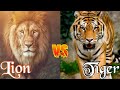 Lion Entry Vs Tiger Entry Attitude Status