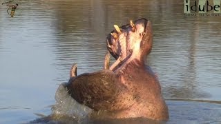 Hippo Displays His Teeth As A Warning