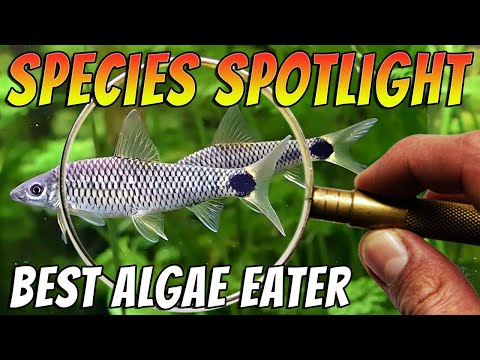 Meet the Best Algae Eating Fish The Silver Flying Fox - Crossocheilus reticulatus