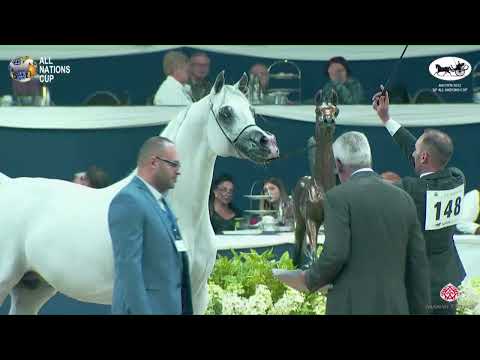 N 148 E S  HARIR   AACHEN 2022   38° All Nations Cup   Stallions 7+ Years Old Class 11 12