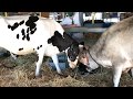 How Cows Fight