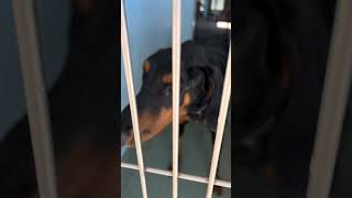 Video preview image #1 Doberman Pinscher Puppy For Sale in Pasadena, CA, USA
