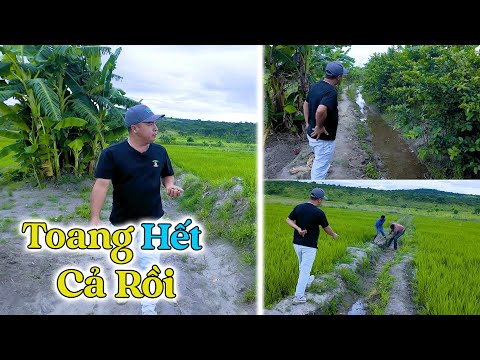 Đông Paulo || Mùa Mưa Mà Thế Này Thì Biết Làm Sao? Bỏ Hoang Mất Gần Sào Lúa Chỉ Vì…