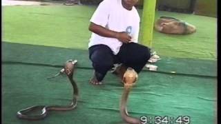 preview picture of video 'THAILAND : 1997 Man fight with 2 King Cobras'