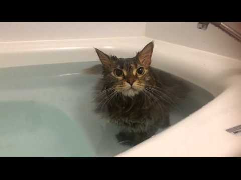Siberian cat take a bath