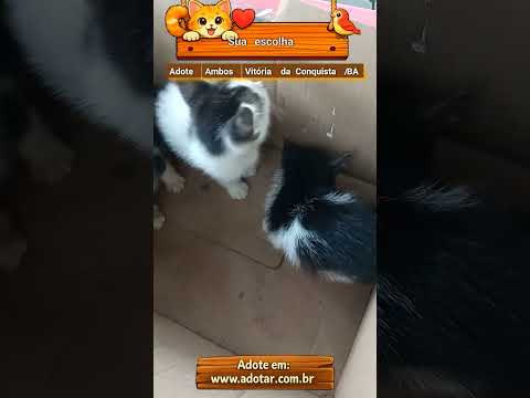 Vídeo de Sua escolha
