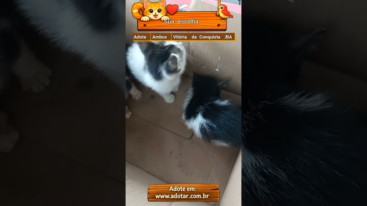 Gato raça SRD-ViraLata idade Abaixo de 2 meses nome Sua escolha