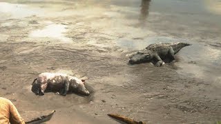Red Dead Redemption 2 Feeding A Dead Pig To Huge Alligator! Eats Me!