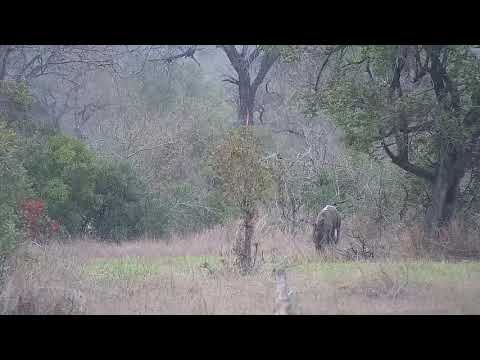 Djuma: Nyala bull feeding and Francolin -16:56 - 10/04/21