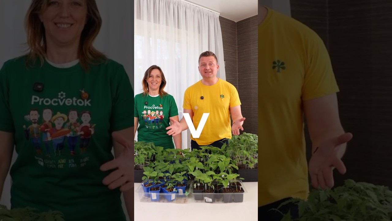 Агрореалити Битва за урожай! Как мы рассаду овощей пересаживали