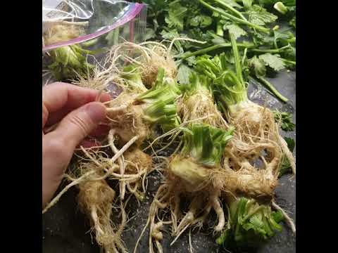 download lagu mp3 mp4 Celeriac Leaves Uses, download lagu Celeriac Leaves Uses gratis, unduh video klip Celeriac Leaves Uses