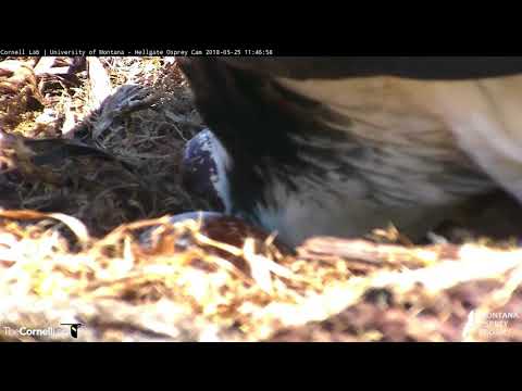 Iris Stands, Rolls Her Eggs – May 25, 2018