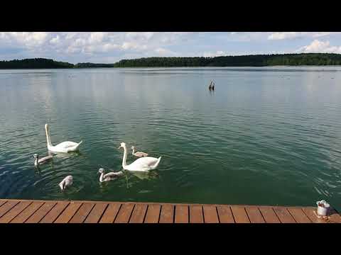 Kormoran Niesulice | Mieszkańcy jeziora Niesłysz